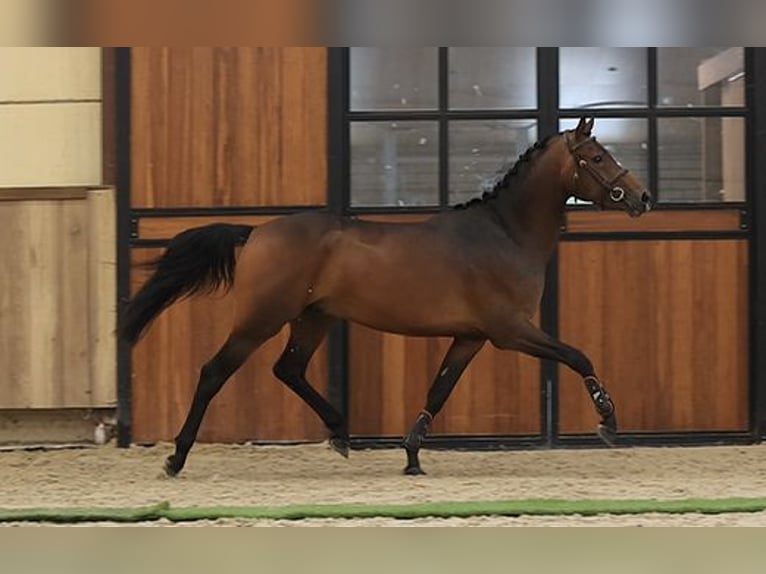Weitere Warmblüter Wallach 3 Jahre 147 cm Brauner in Oost West en Middelbeers