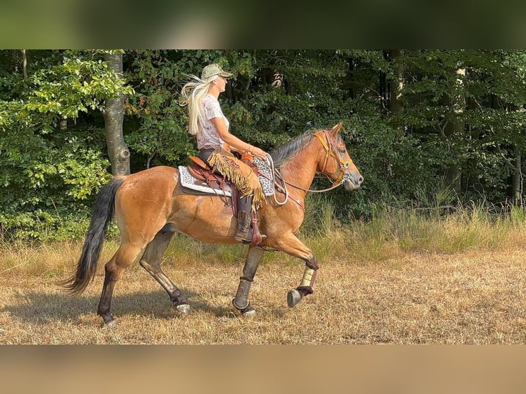 Weitere Warmblüter Wallach 3 Jahre 151 cm Brauner in Linkenbach