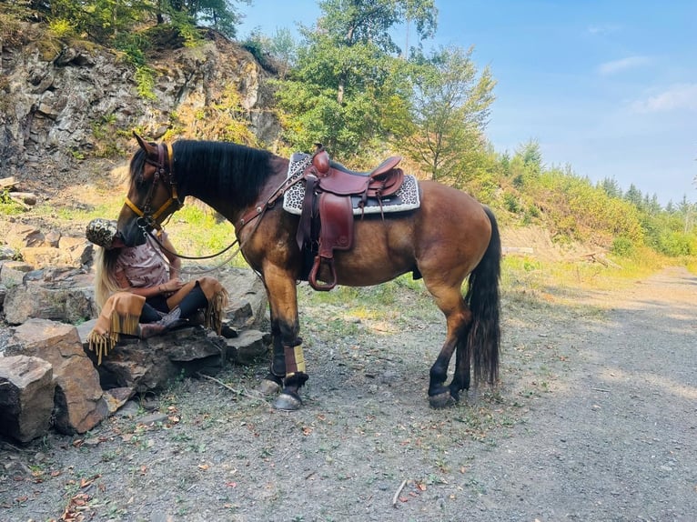 Weitere Warmblüter Wallach 3 Jahre 151 cm Brauner in Linkenbach