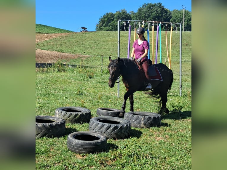 Weitere Warmblüter Wallach 3 Jahre 152 cm Rappe in Bayerbach