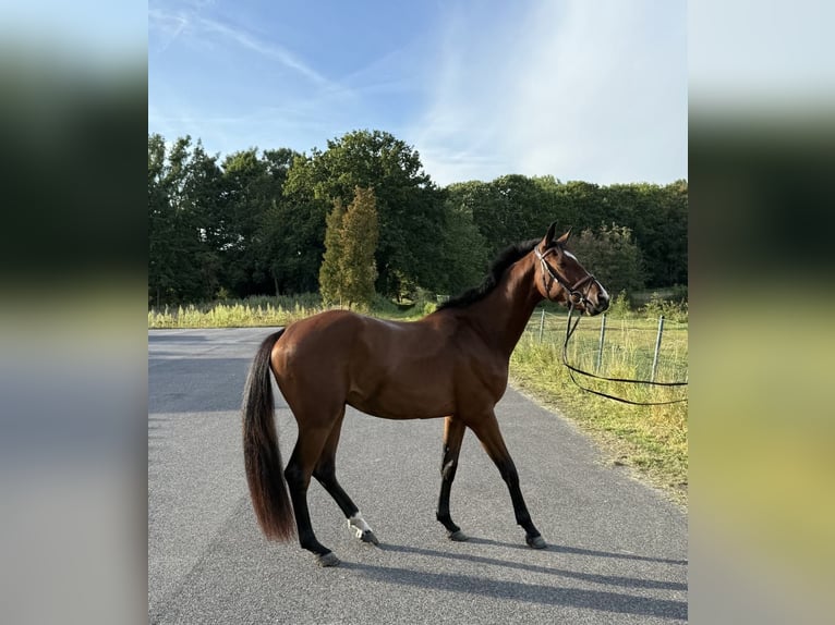Weitere Warmblüter Wallach 3 Jahre 155 cm Brauner in Viersen
