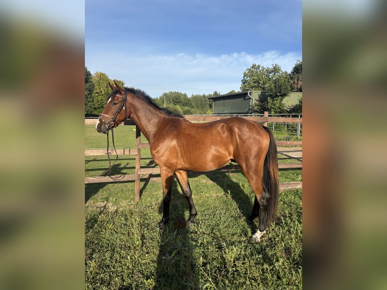 Weitere Warmblüter Wallach 3 Jahre 155 cm Brauner in Viersen