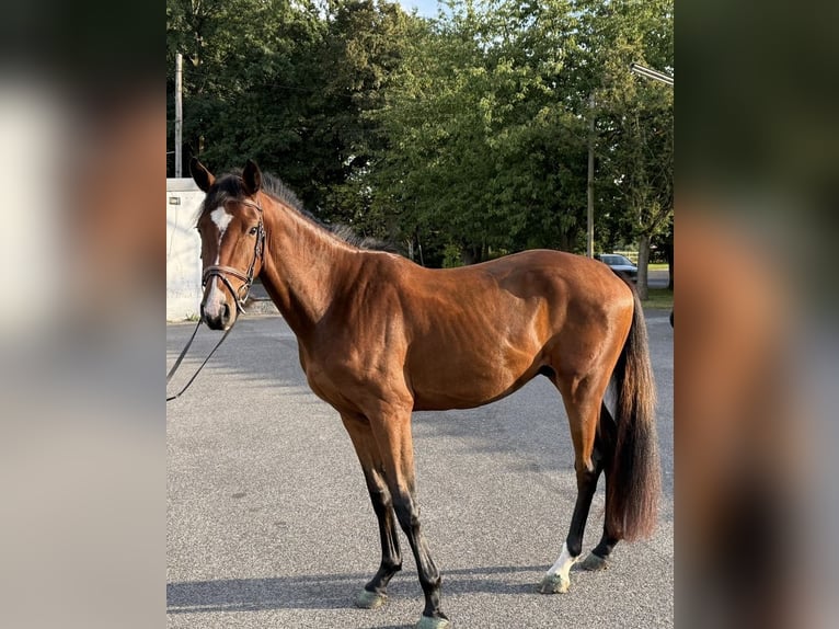 Weitere Warmblüter Wallach 3 Jahre 155 cm Brauner in Viersen