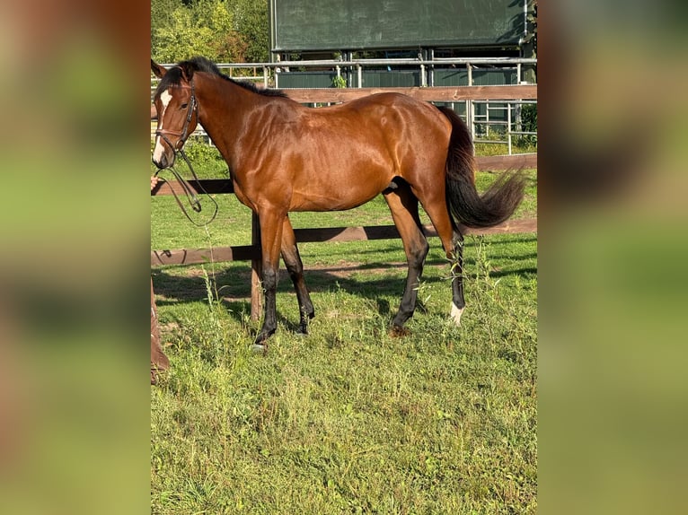 Weitere Warmblüter Wallach 3 Jahre 155 cm Brauner in Viersen