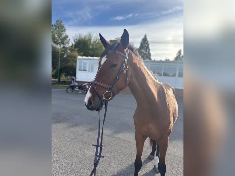 Weitere Warmblüter Wallach 3 Jahre 155 cm Brauner in Viersen