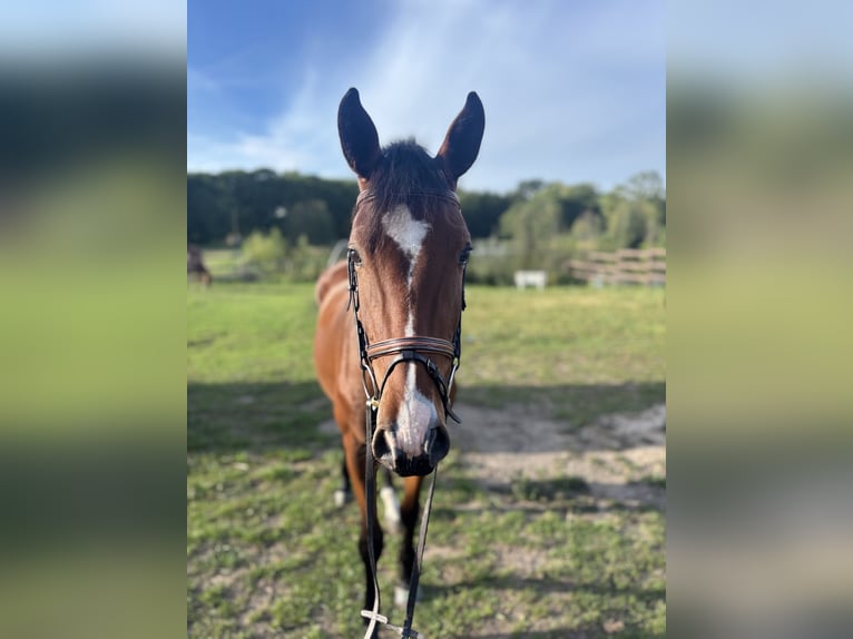 Weitere Warmblüter Wallach 3 Jahre 155 cm Brauner in Viersen