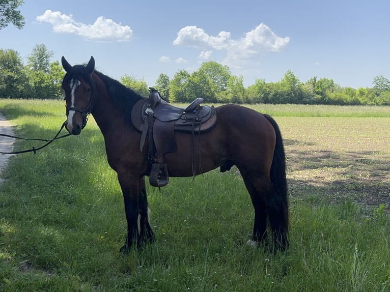 Weitere Warmblüter Wallach 3 Jahre 155 cm Dunkelbrauner in Fuchstal