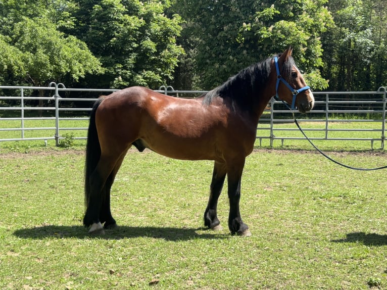 Weitere Warmblüter Wallach 3 Jahre 155 cm Dunkelbrauner in Fuchstal