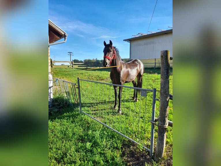 Weitere Warmblüter Wallach 3 Jahre 155 cm Rappe in Bad Saulgau
