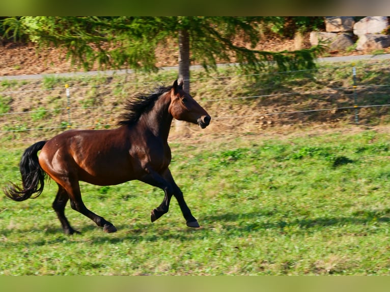 Weitere Warmblüter Wallach 3 Jahre 157 cm Brauner in Gersfeld