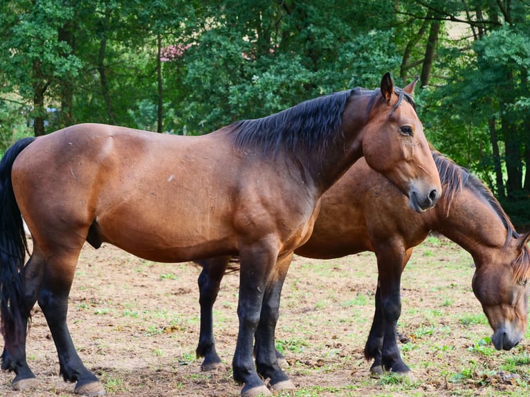 Weitere Warmblüter Wallach 3 Jahre 157 cm Brauner in Gersfeld