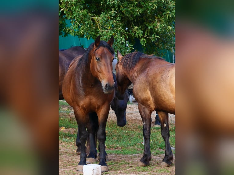 Weitere Warmblüter Wallach 3 Jahre 157 cm Brauner in Gersfeld