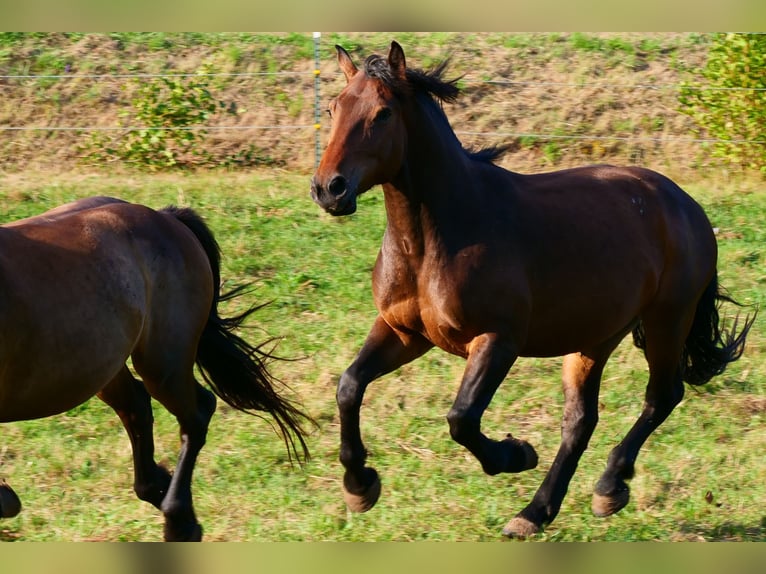 Weitere Warmblüter Wallach 3 Jahre 157 cm Brauner in Gersfeld