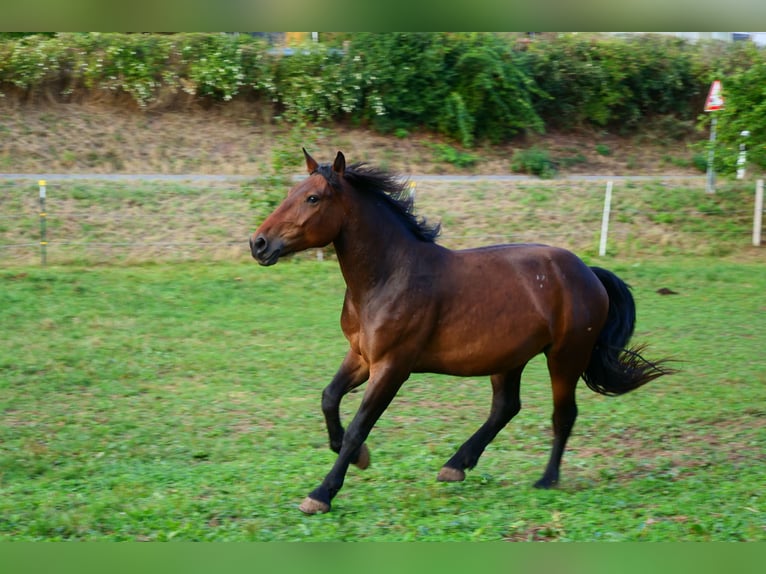 Weitere Warmblüter Wallach 3 Jahre 157 cm Brauner in Gersfeld