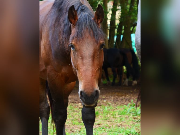 Weitere Warmblüter Wallach 3 Jahre 157 cm Brauner in Gersfeld