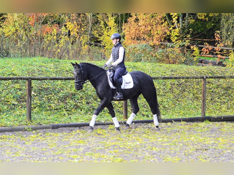 Weitere Warmblüter Wallach 3 Jahre 157 cm Rappe in Wellheim