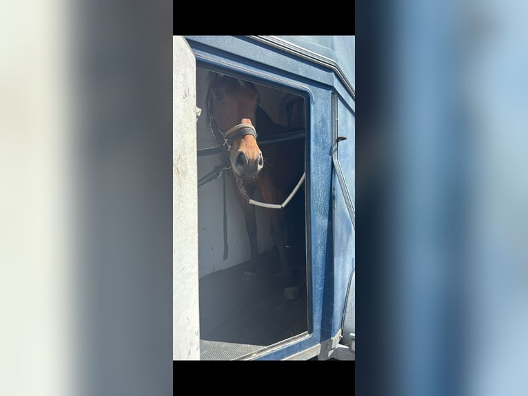 Weitere Warmblüter Mix Wallach 3 Jahre 158 cm Rotbrauner in Radoszyn