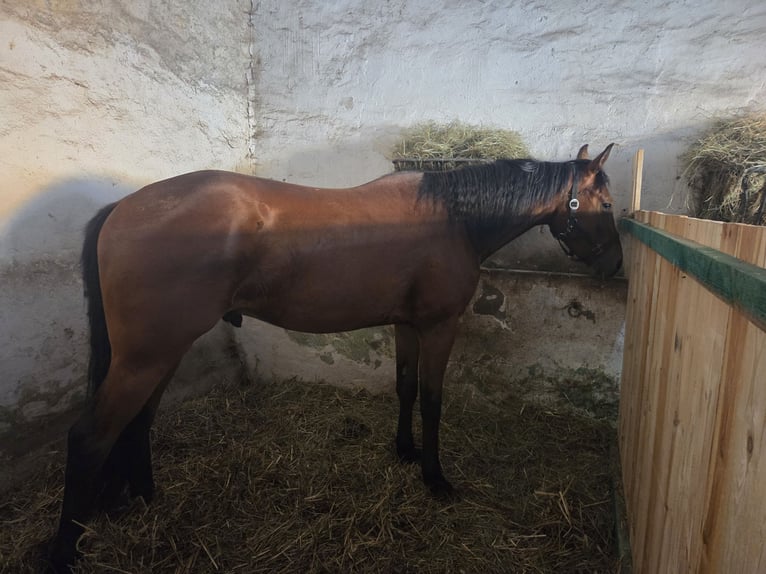 Weitere Warmblüter Mix Wallach 3 Jahre 158 cm Rotbrauner in Radoszyn