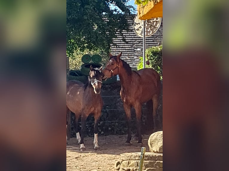 Weitere Warmblüter Mix Wallach 3 Jahre 158 cm Rotbrauner in Radoszyn
