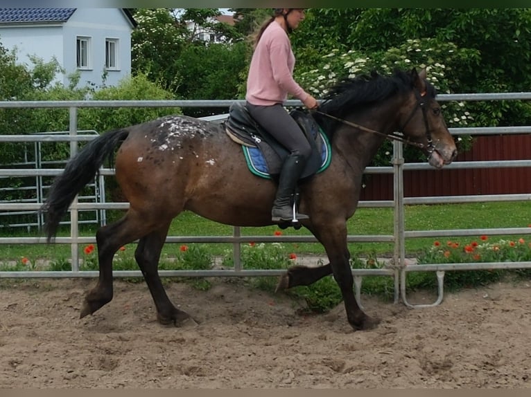 Weitere Warmblüter Wallach 3 Jahre 158 cm Tigerschecke in Rudersdorf