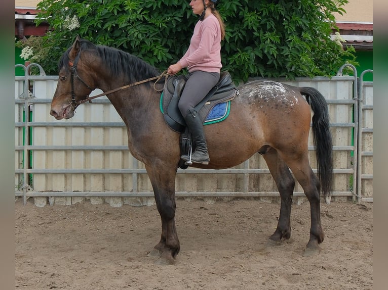 Weitere Warmblüter Wallach 3 Jahre 158 cm Tigerschecke in Rudersdorf