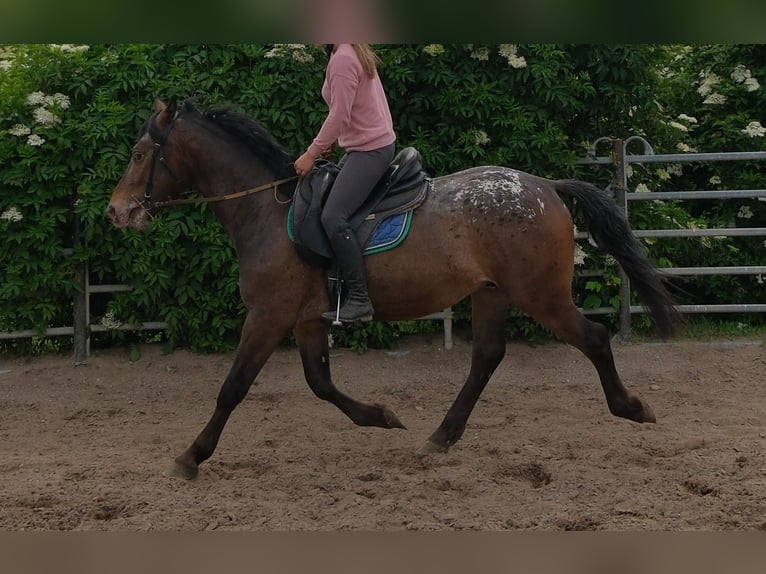 Weitere Warmblüter Wallach 3 Jahre 158 cm Tigerschecke in Rudersdorf
