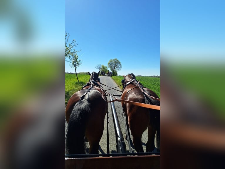 Weitere Warmblüter Wallach 3 Jahre 160 cm Brauner in Kamenz