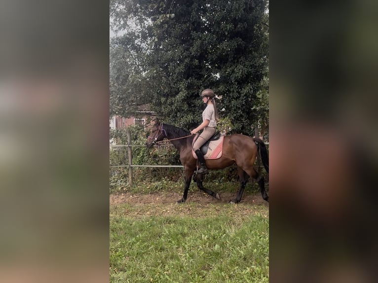 Weitere Warmblüter Wallach 3 Jahre 160 cm Dunkelfuchs in Emsdetten