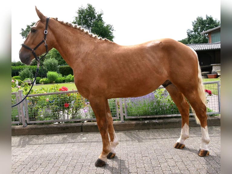 Weitere Warmblüter Mix Wallach 3 Jahre 160 cm Palomino in Dorsten