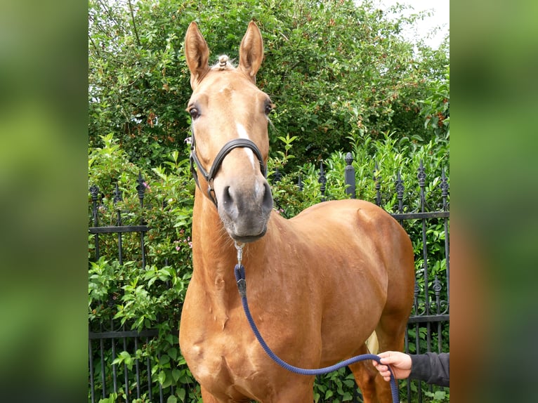 Weitere Warmblüter Mix Wallach 3 Jahre 160 cm Palomino in Dorsten