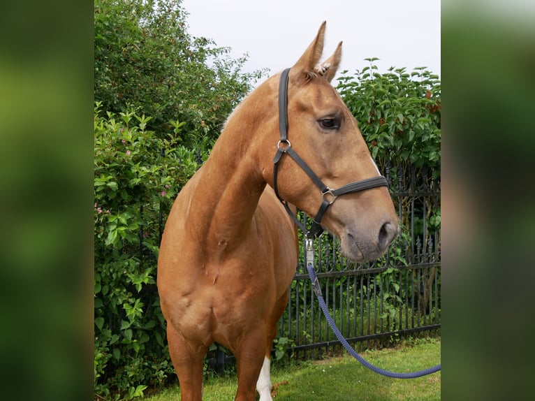 Weitere Warmblüter Mix Wallach 3 Jahre 160 cm Palomino in Dorsten