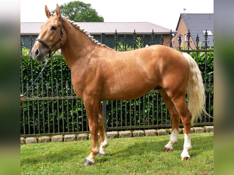 Weitere Warmblüter Mix Wallach 3 Jahre 160 cm Palomino in Dorsten