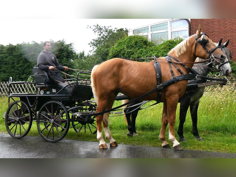 Weitere Warmblüter Mix Wallach 3 Jahre 160 cm Palomino in Dorsten