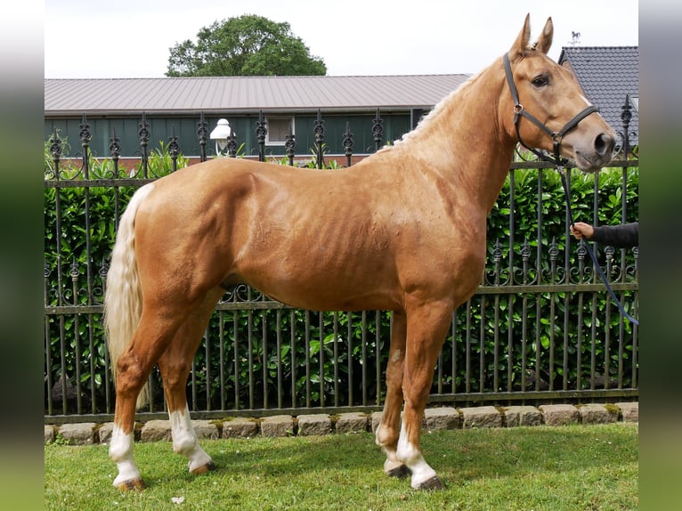 Weitere Warmblüter Mix Wallach 3 Jahre 160 cm Palomino in Dorsten