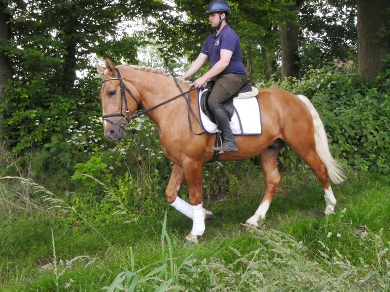 Weitere Warmblüter Mix Wallach 3 Jahre 160 cm Palomino in Dorsten