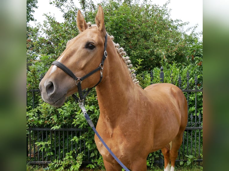 Weitere Warmblüter Mix Wallach 3 Jahre 160 cm Palomino in Dorsten