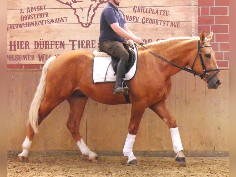 Weitere Warmblüter Mix Wallach 3 Jahre 160 cm Palomino in Dorsten