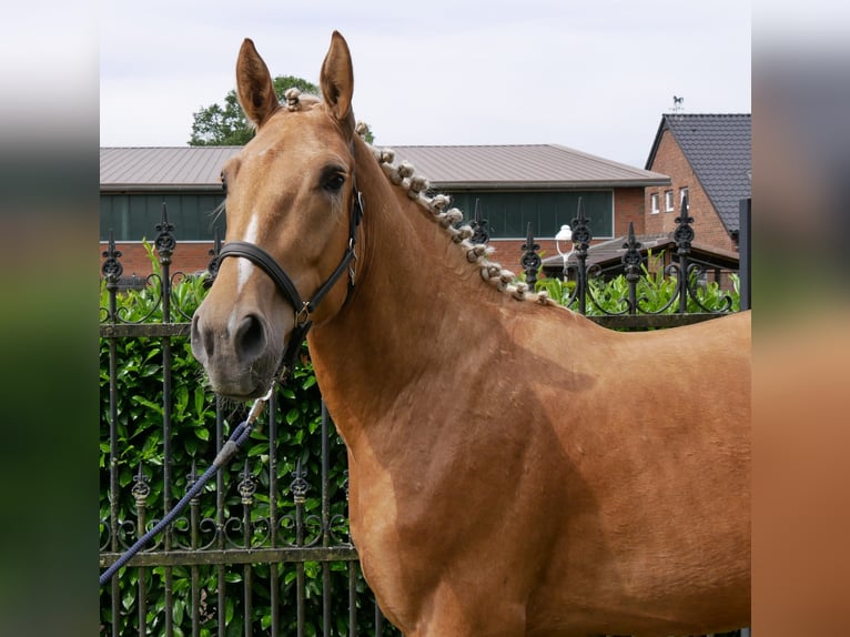 Weitere Warmblüter Mix Wallach 3 Jahre 160 cm Palomino in Dorsten