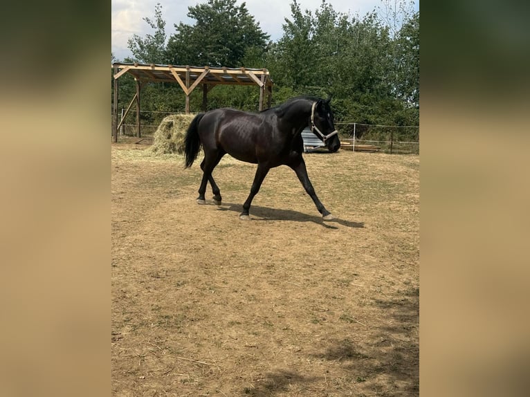 Weitere Warmblüter Mix Wallach 3 Jahre 160 cm Rappe in Liebing