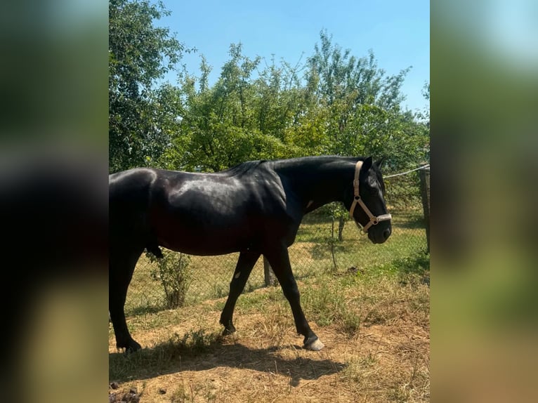 Weitere Warmblüter Mix Wallach 3 Jahre 160 cm Rappe in Liebing