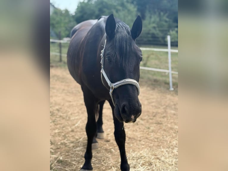 Weitere Warmblüter Mix Wallach 3 Jahre 160 cm Rappe in Liebing