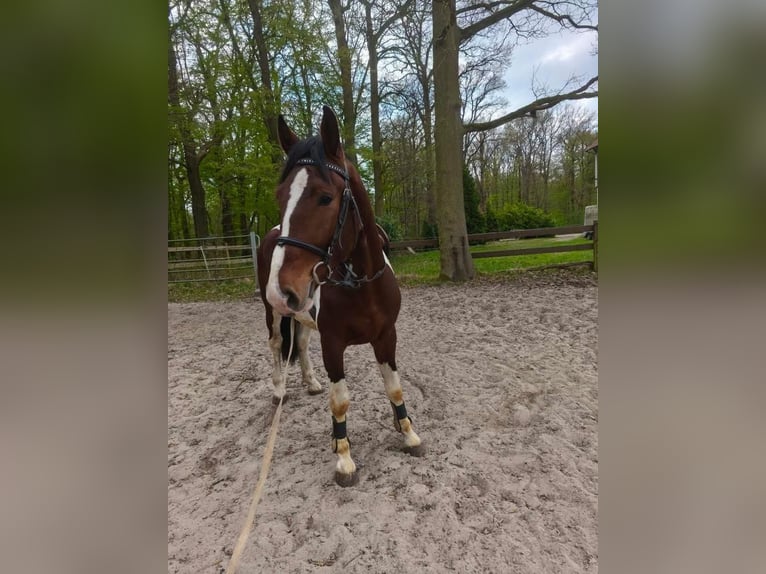 Weitere Warmblüter Wallach 3 Jahre 160 cm Schecke in Braunschweig