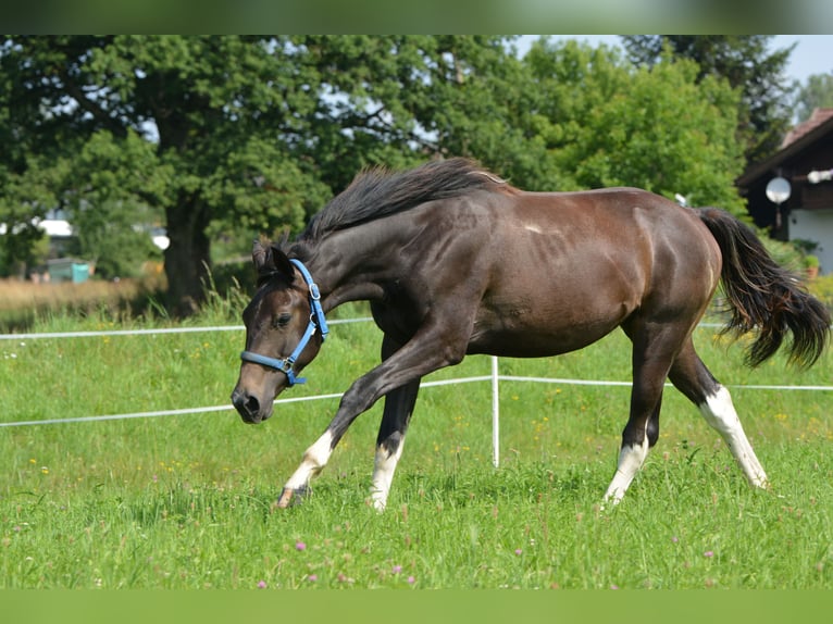 Weitere Warmblüter Mix Wallach 3 Jahre 160 cm Schecke in Feldkirchen