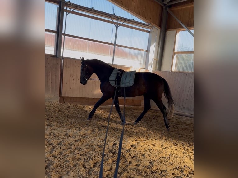 Weitere Warmblüter Wallach 3 Jahre 160 cm Schimmel in Westerheim