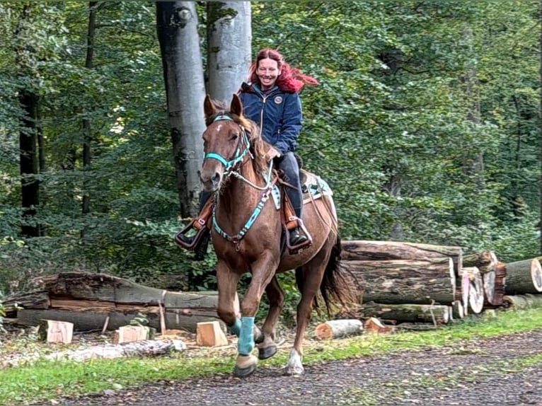 Weitere Warmblüter Wallach 3 Jahre 162 cm Dunkelfuchs in Linkenbach