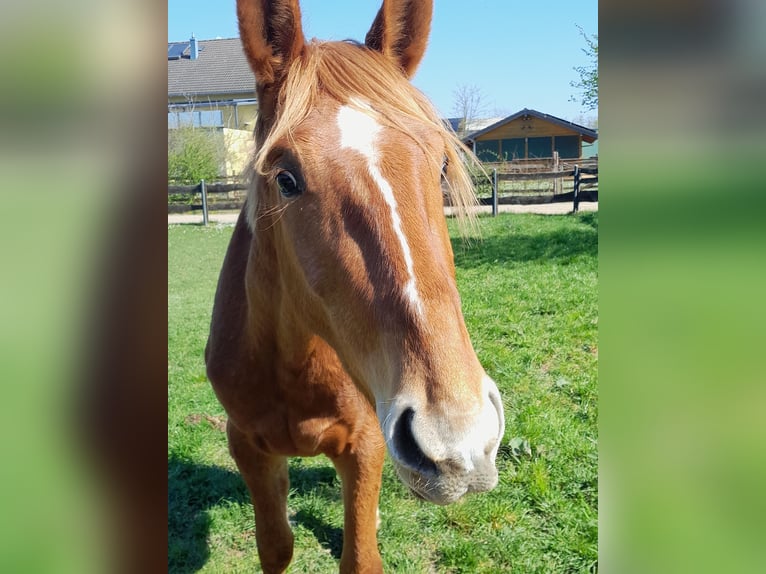 Weitere Warmblüter Wallach 3 Jahre 162 cm in Niederzier