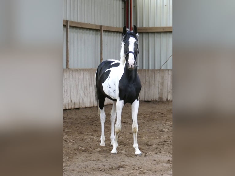 Weitere Warmblüter Wallach 3 Jahre 162 cm Schecke in Borgentreich