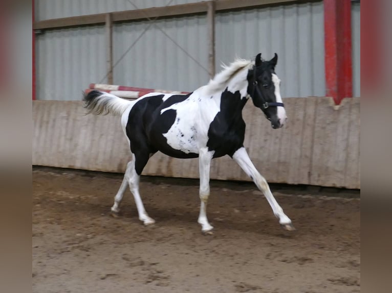 Weitere Warmblüter Wallach 3 Jahre 162 cm Schecke in Borgentreich