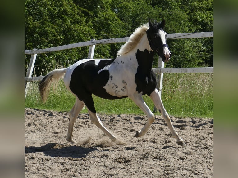 Weitere Warmblüter Wallach 3 Jahre 162 cm Schecke in Borgentreich