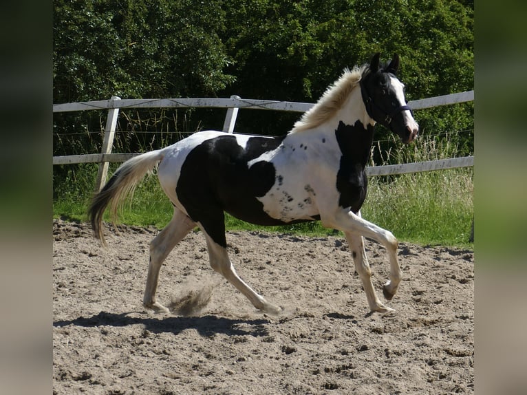 Weitere Warmblüter Wallach 3 Jahre 162 cm Schecke in Borgentreich